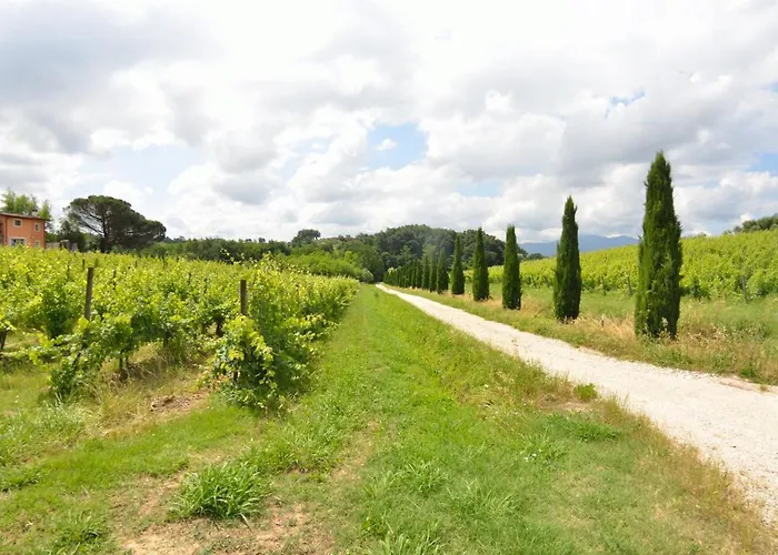 Il Sogno Tra I Vigneti Montecarlo